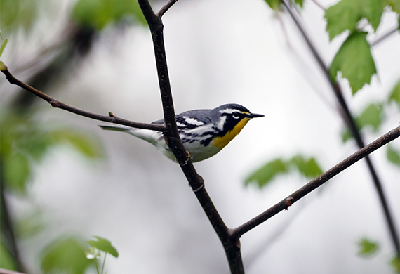 Yellow-throated Warbler by Simon Thompson
